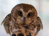 The owl hiding in the Rockefeller Center Christmas tree is finally free