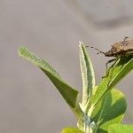 The best weapon against the bug: the mosquito net and the cell phone