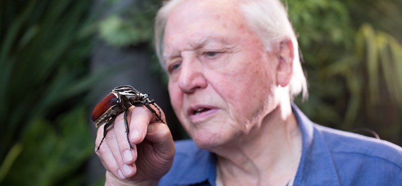 Querrás jugar a Spectrum: 110 horas de increíble película sobre la naturaleza para el 95 cumpleaños de David Attenborough