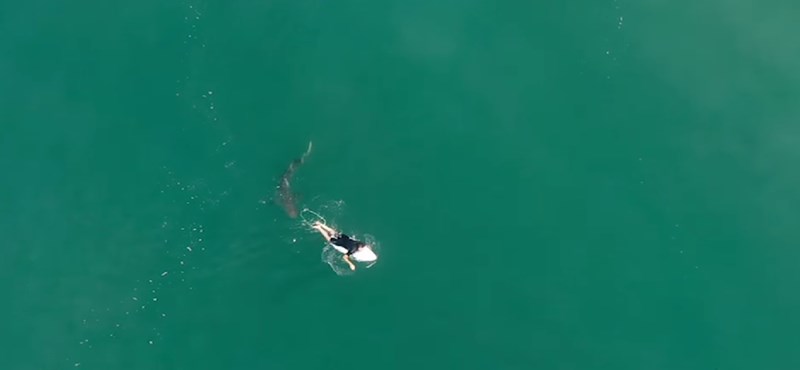 They have never seen so many sharks off the coast of California