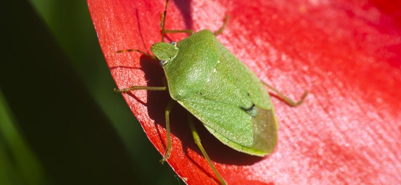 A bug map of the country was completed, showing that in many places bugs even flow from the tap