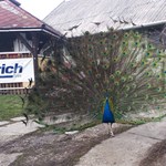 According to its owner, public workers stole it and then ate a peacock in Kisköre