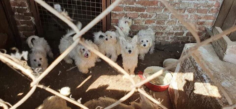 Their dogs were silenced by the animal torturer in Karcag to prevent their neighbors