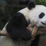 The zoo closed, after ten years the Hong Kong pandas finally mated