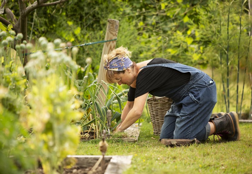 ¿Cómo puede luchar contra las plagas del jardín si evita los productos químicos?