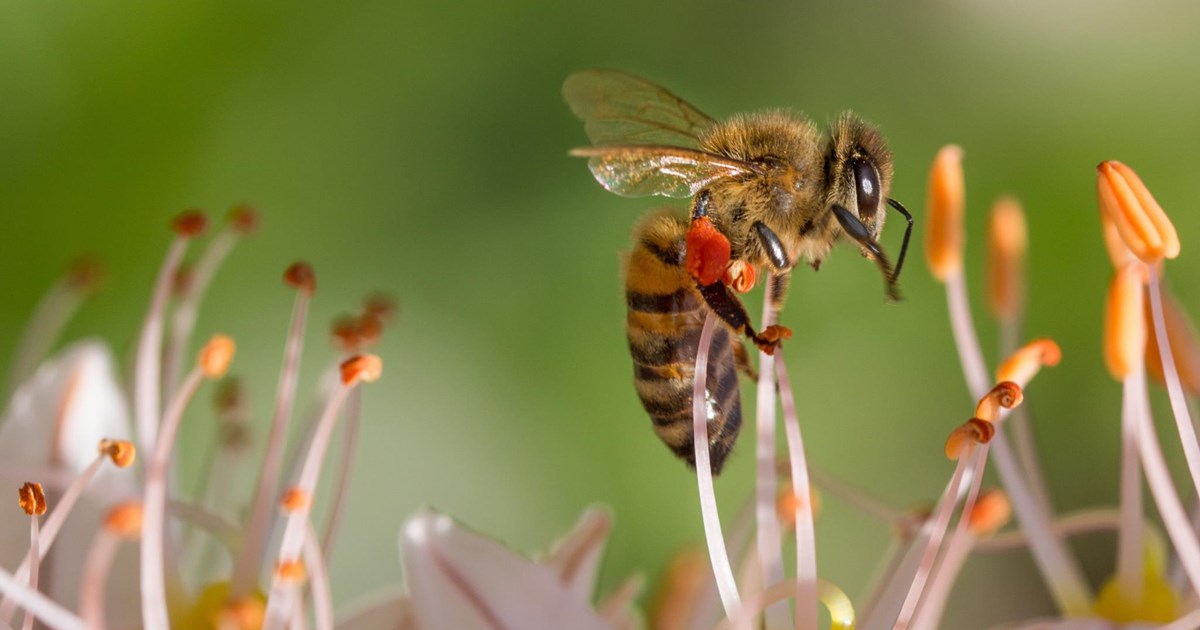 Méhek kezelik a prosztatitist